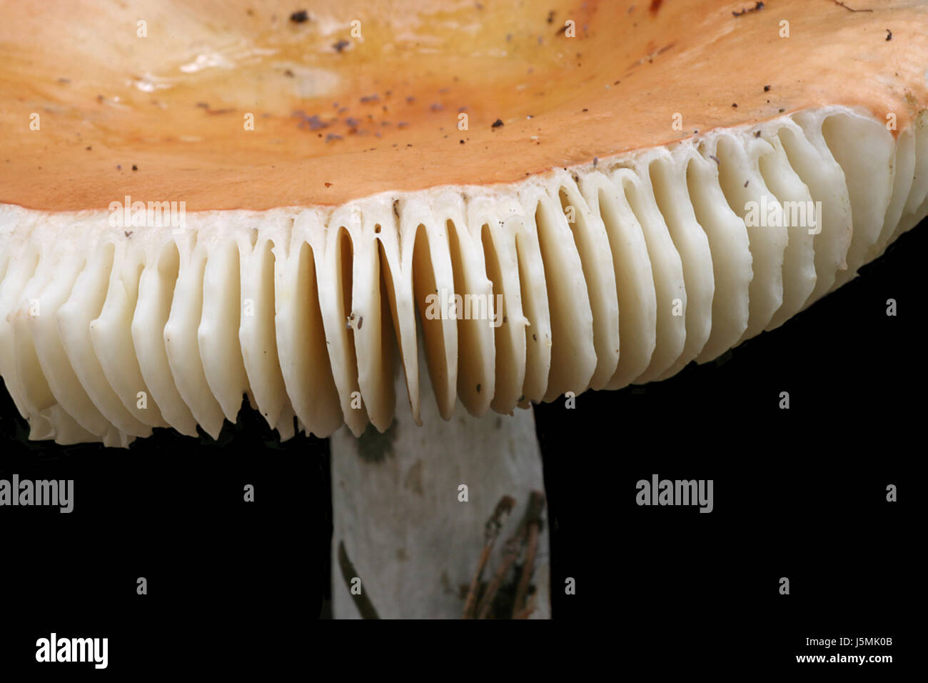 orange isolated optional hat mushroom fungus agaric edible exempt tubling Stock Photo