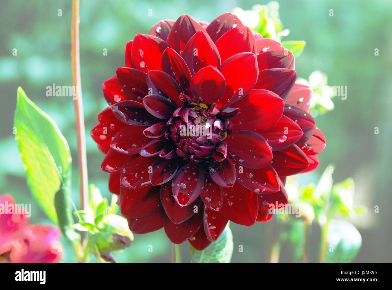 shine shines bright lucent light serene luminous garden flower plant bloom Stock Photo