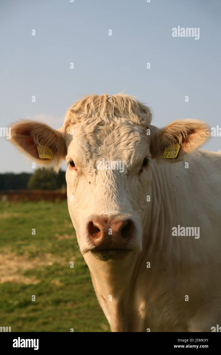 beef Stock Photo Alamy