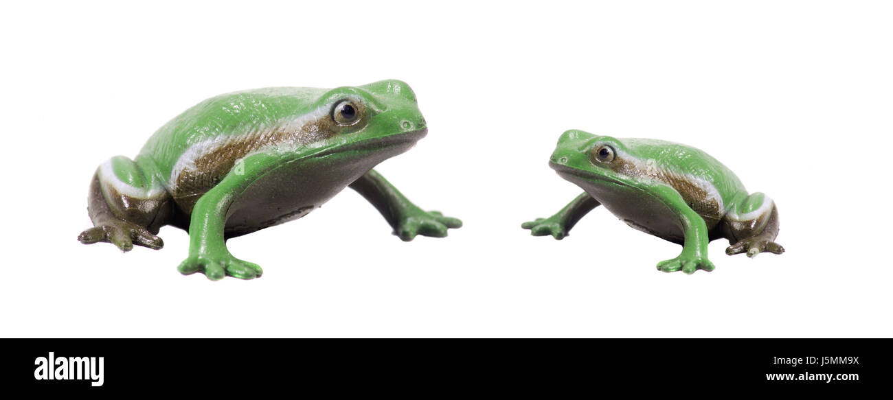 2 green plastic frogs Stock Photo Alamy