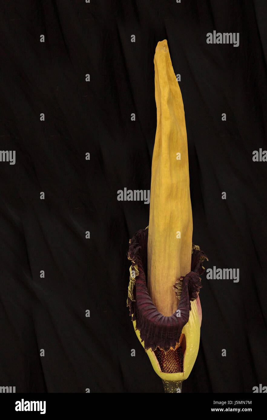 Once every ten years the corpse flower, Amorphophallus titanum, blooms for only 24 to 48 hours before going dormant once again. Stock Photo