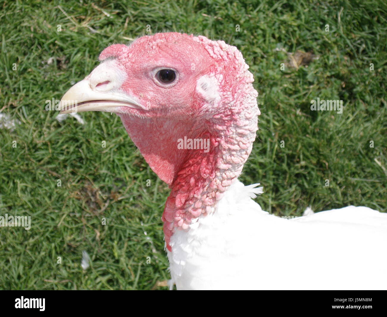 Featured image of post Easiest Way to Make Female White Turkey Bird