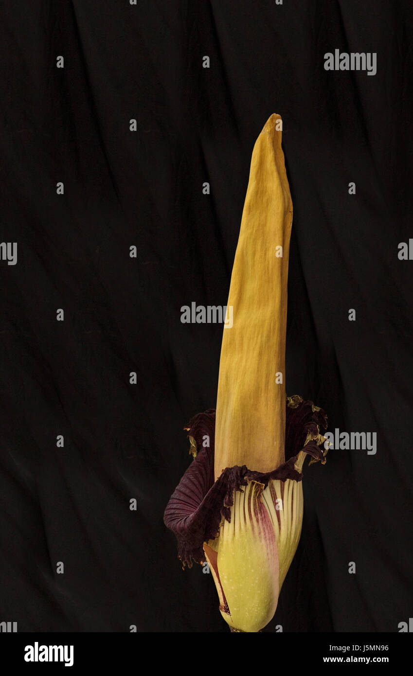 Once every ten years the corpse flower, Amorphophallus titanum, blooms