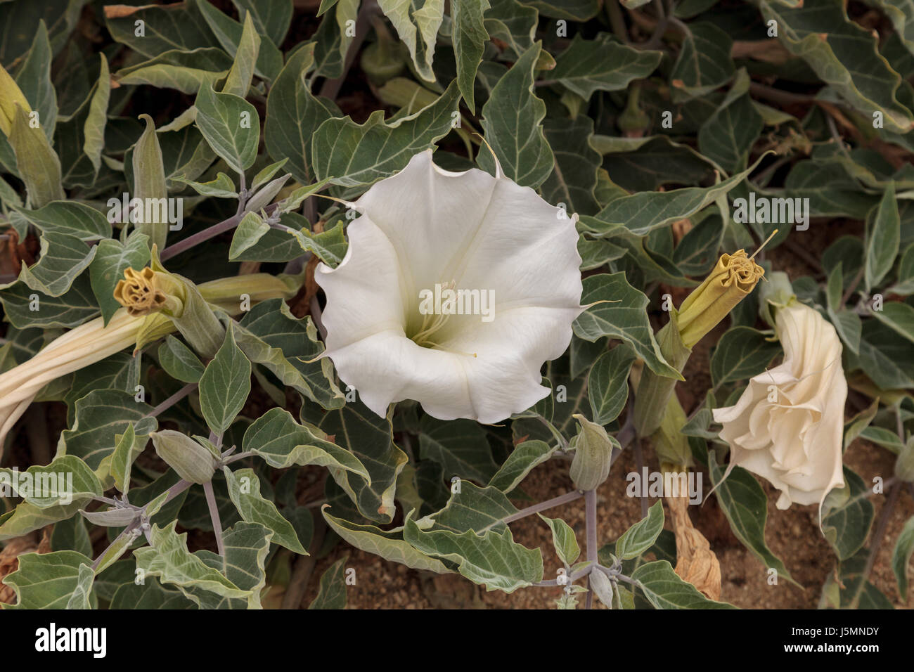 White trumpet flower deals
