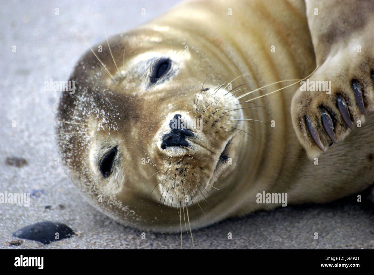 young seal,phoca vitulina Stock Photo