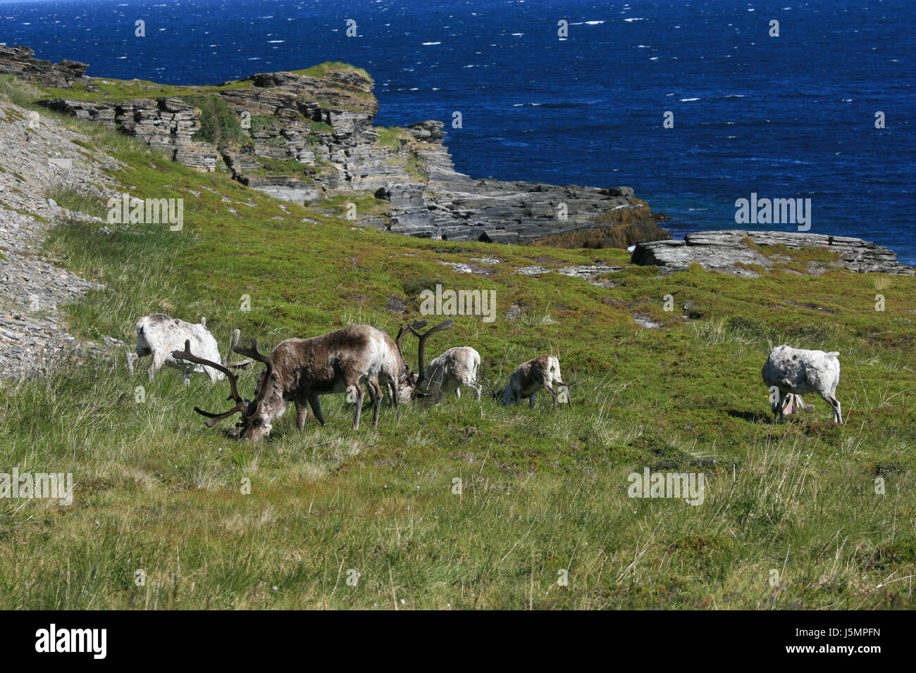 small herd of reindeer Stock Photo