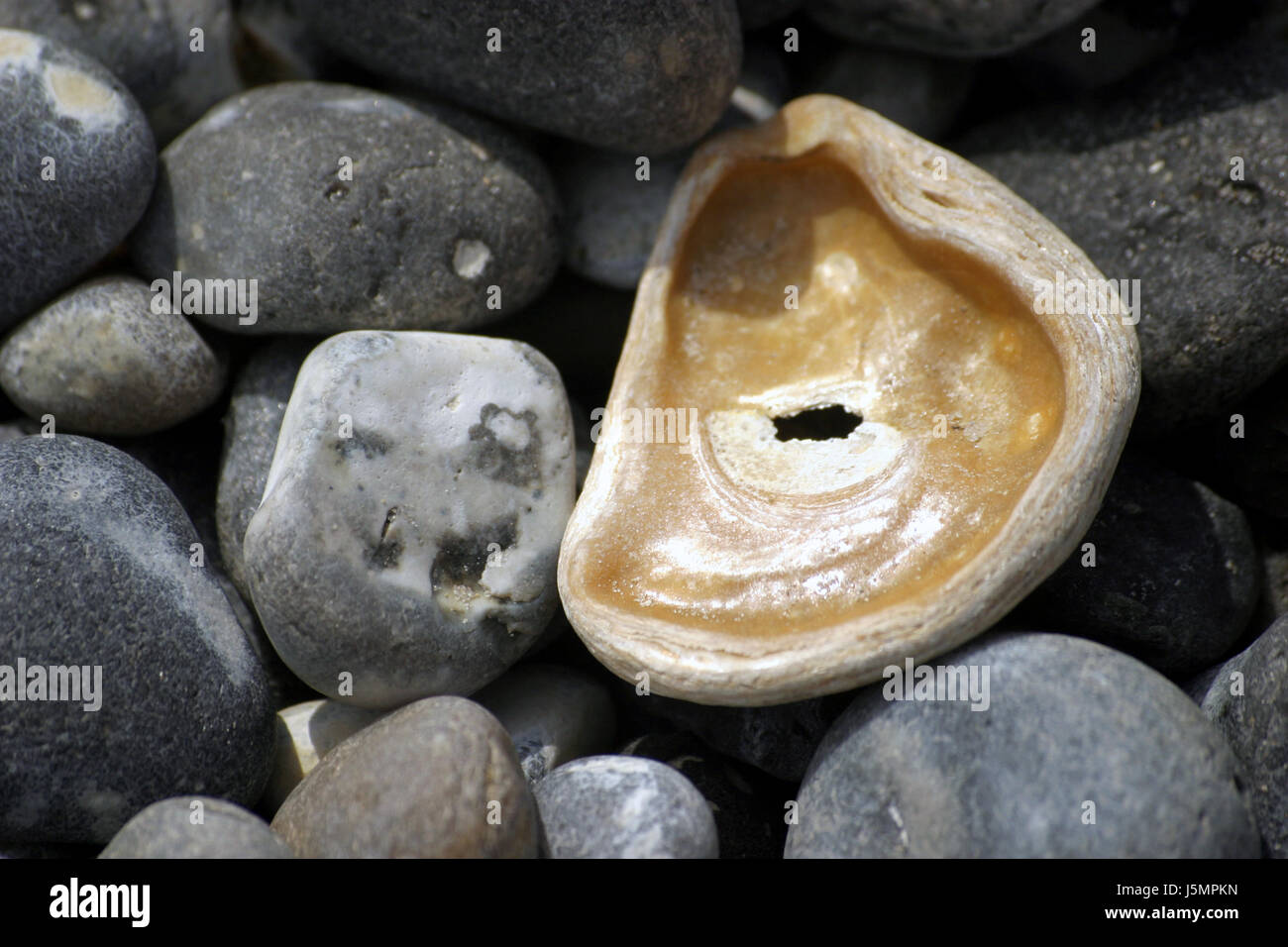 shell on gravel Stock Photo