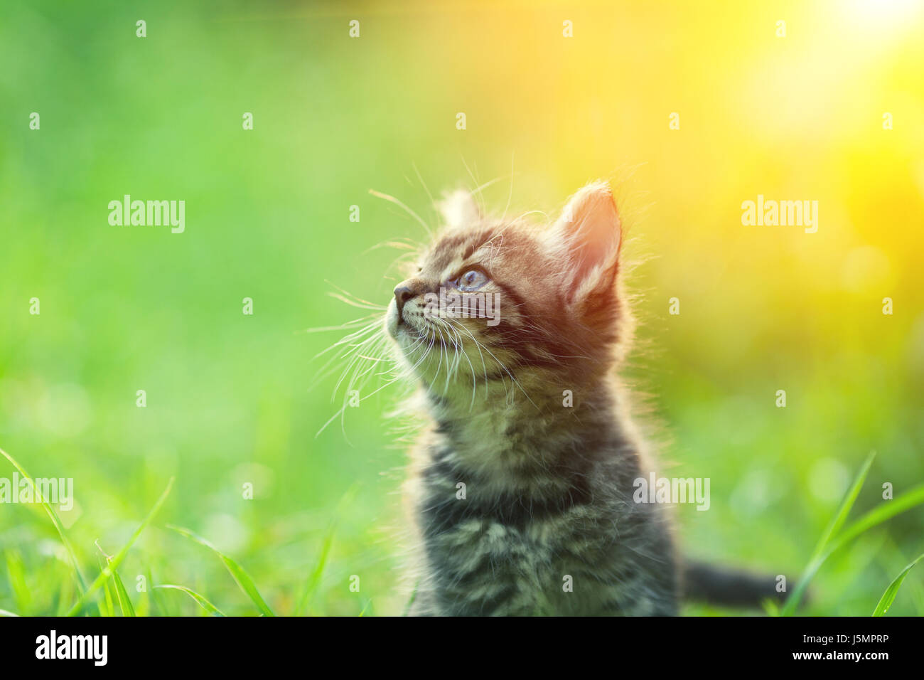 Little kitten walking outdoor in a grass in summer Stock Photo - Alamy