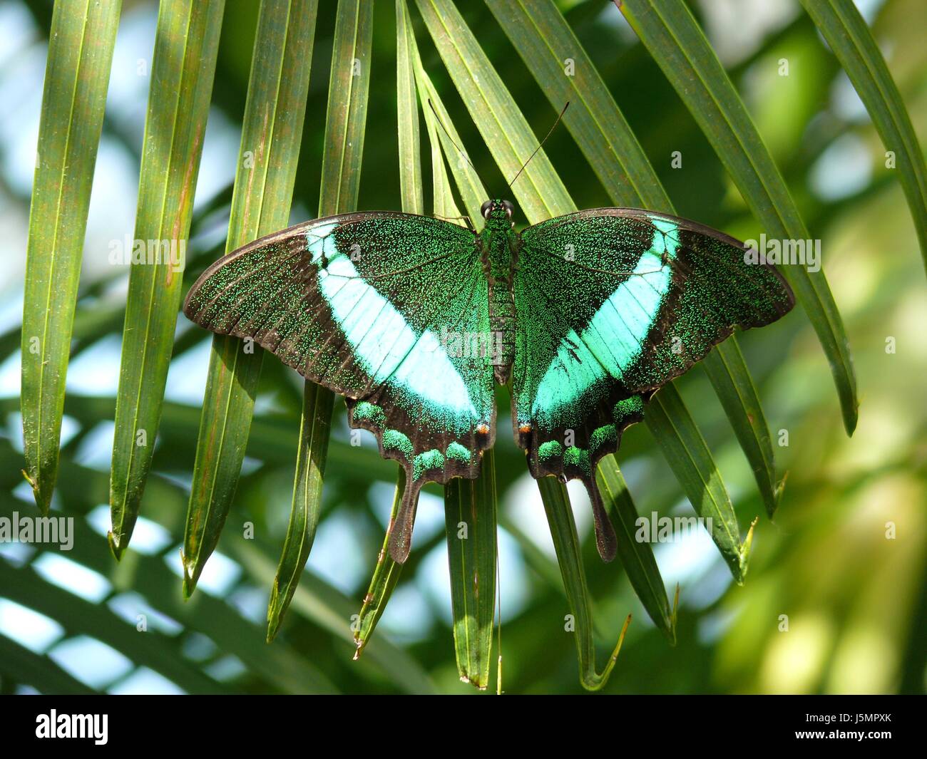 green butterfly Stock Photo