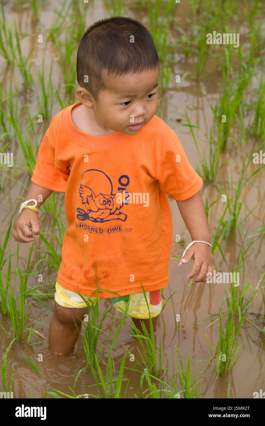 bub in paddy field Stock Photo