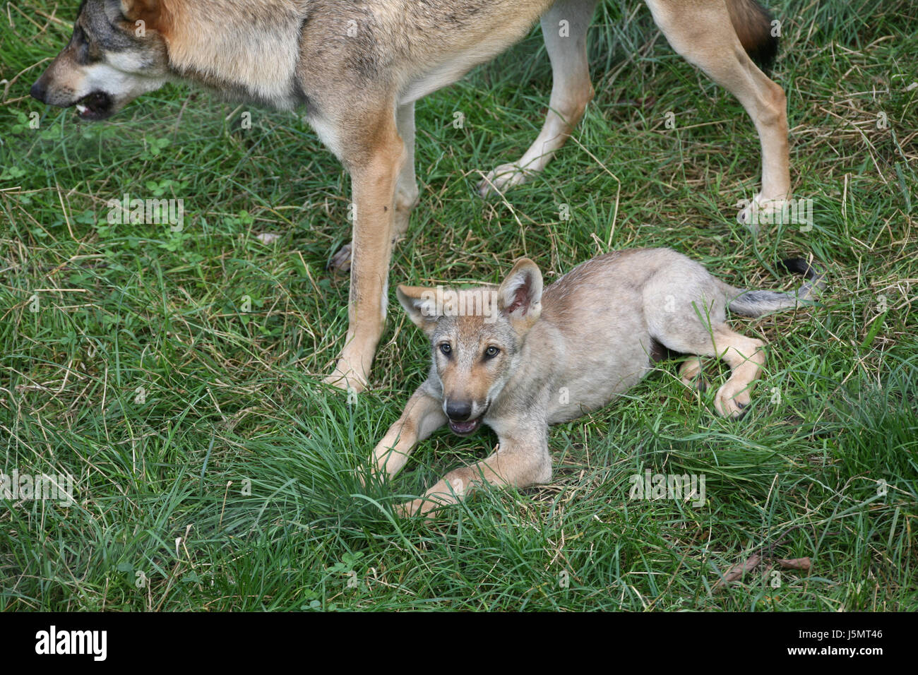 Lean wolf hi-res stock photography and images - Alamy
