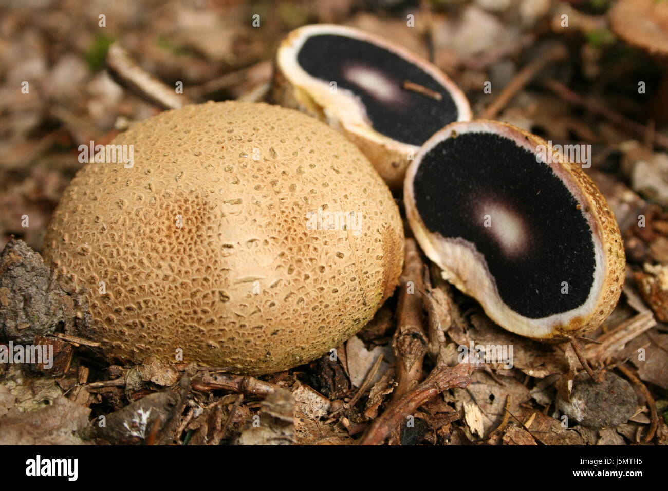 mushroom fungus forest toxic poisonous nature kartoffelbovist bovist Stock Photo