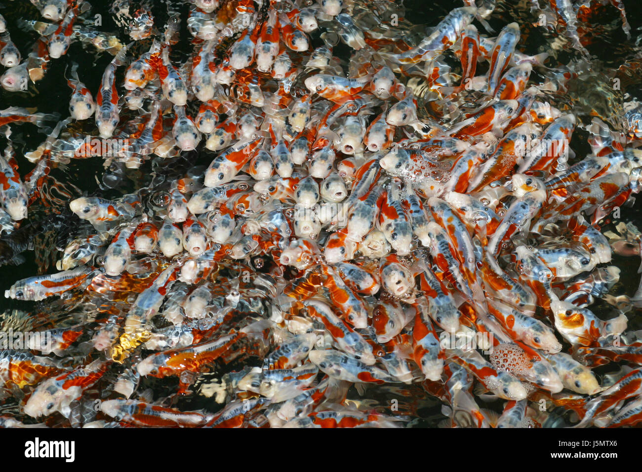 Junge kois hires stock photography and images Alamy