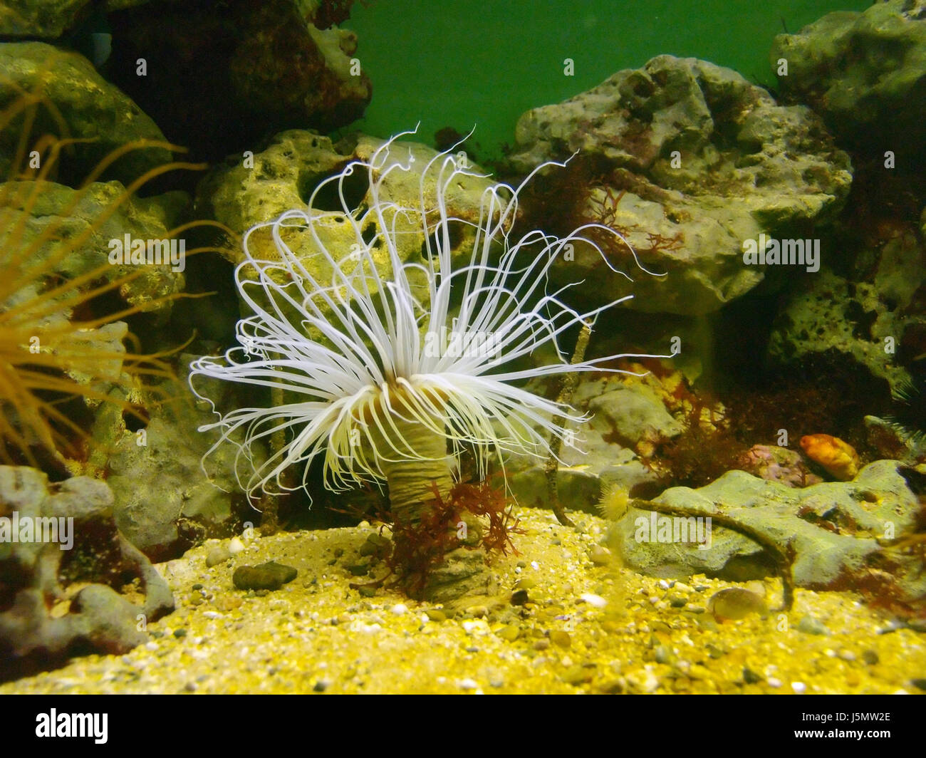 underwater atlantic ocean salt water sea ocean water pacific anemone deep sea Stock Photo