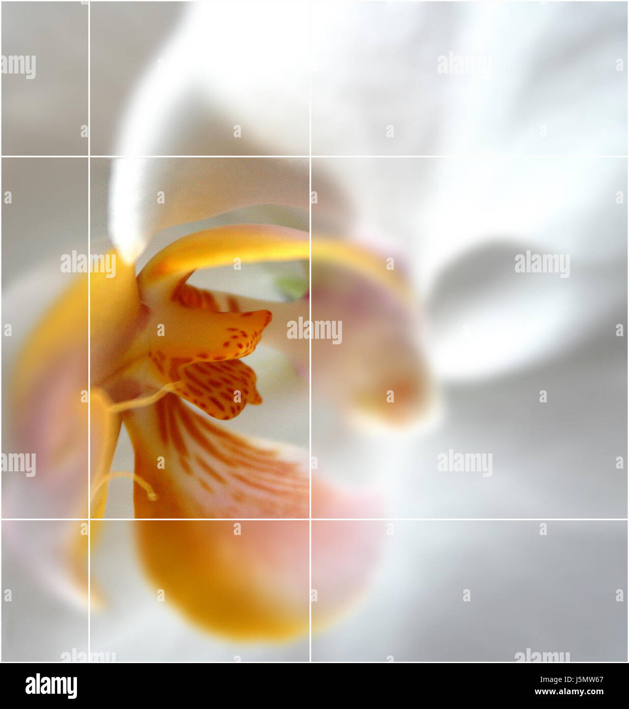 orange flower plant blank european caucasian raster design shaping ...