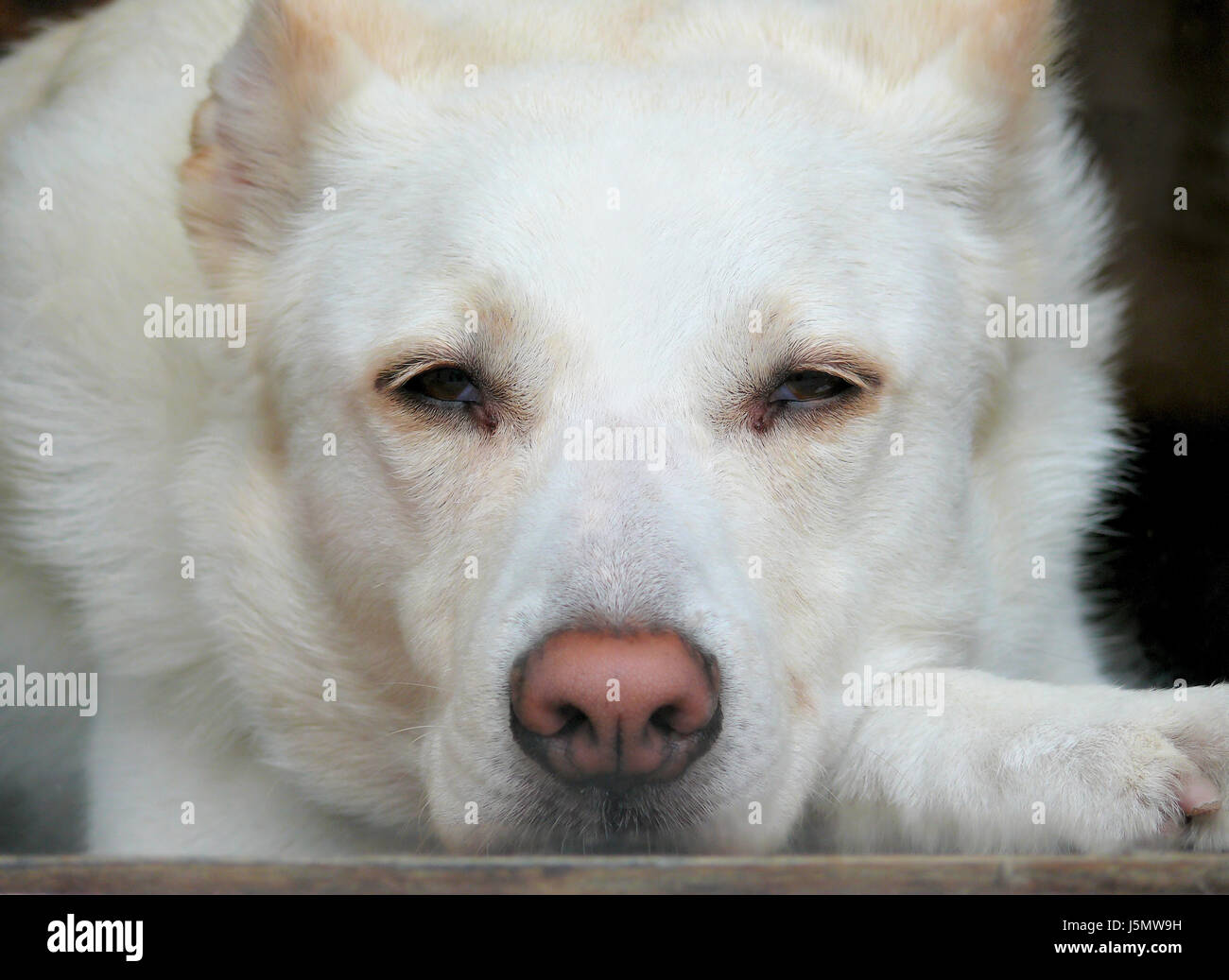 animal pet eyes ears skin dog dogs golden faithful beige look at cute watching Stock Photo
