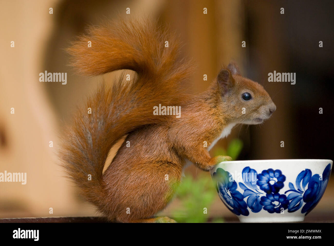 nibble,animal,mammal,squirrel,gnawers,red,nature,hrnchen,baumhrnchen Stock Photo