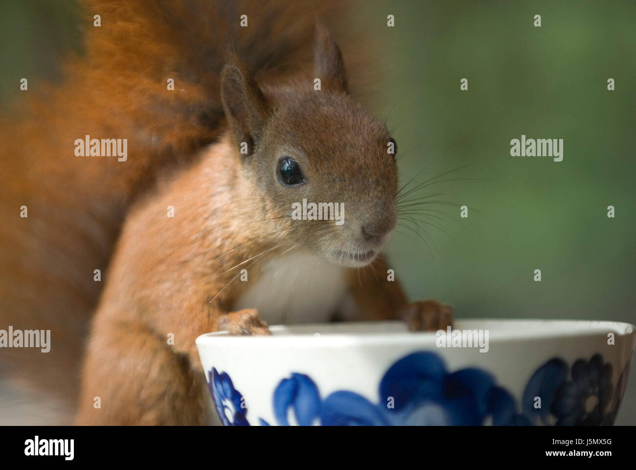 nibble,mammal,animals,squirrel,gnawers,nature,hrnchen,baumhrnchen Stock Photo