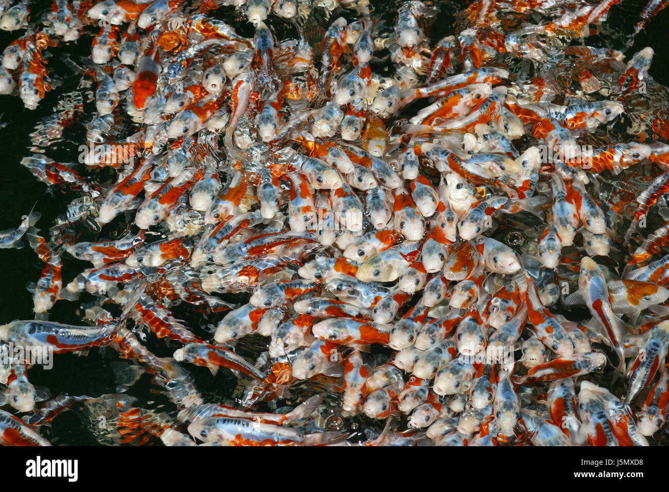 Junge kois hires stock photography and images Alamy