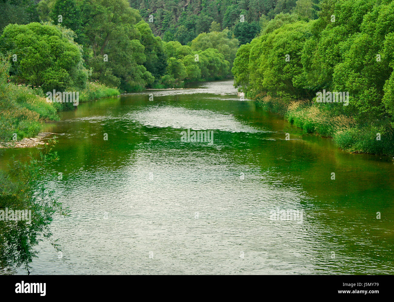 river in green Stock Photo - Alamy
