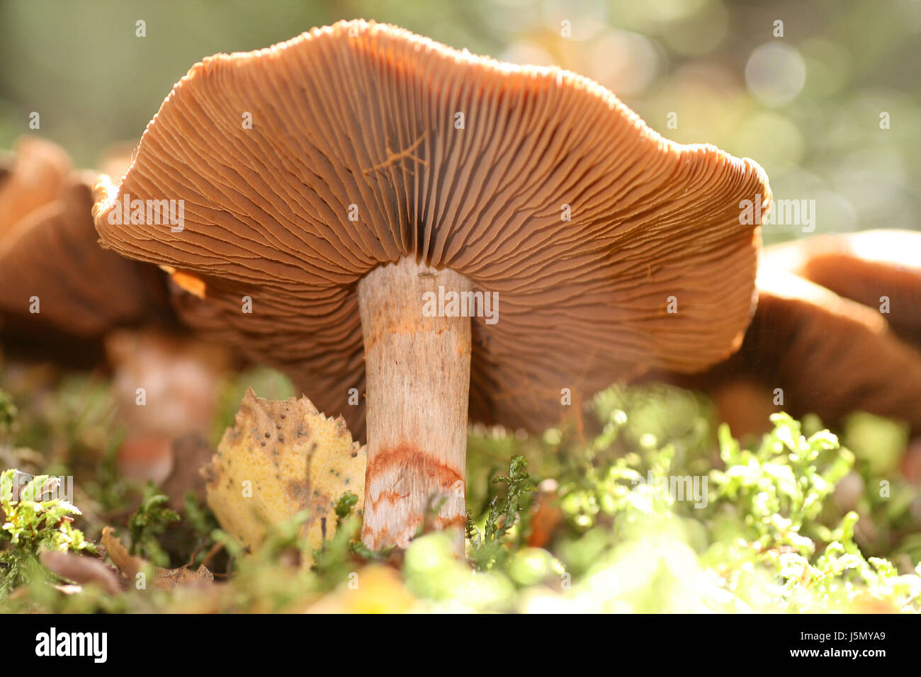 worms eye moss mushrooms mushroom fungus belt underside geschmckter grtelfu Stock Photo