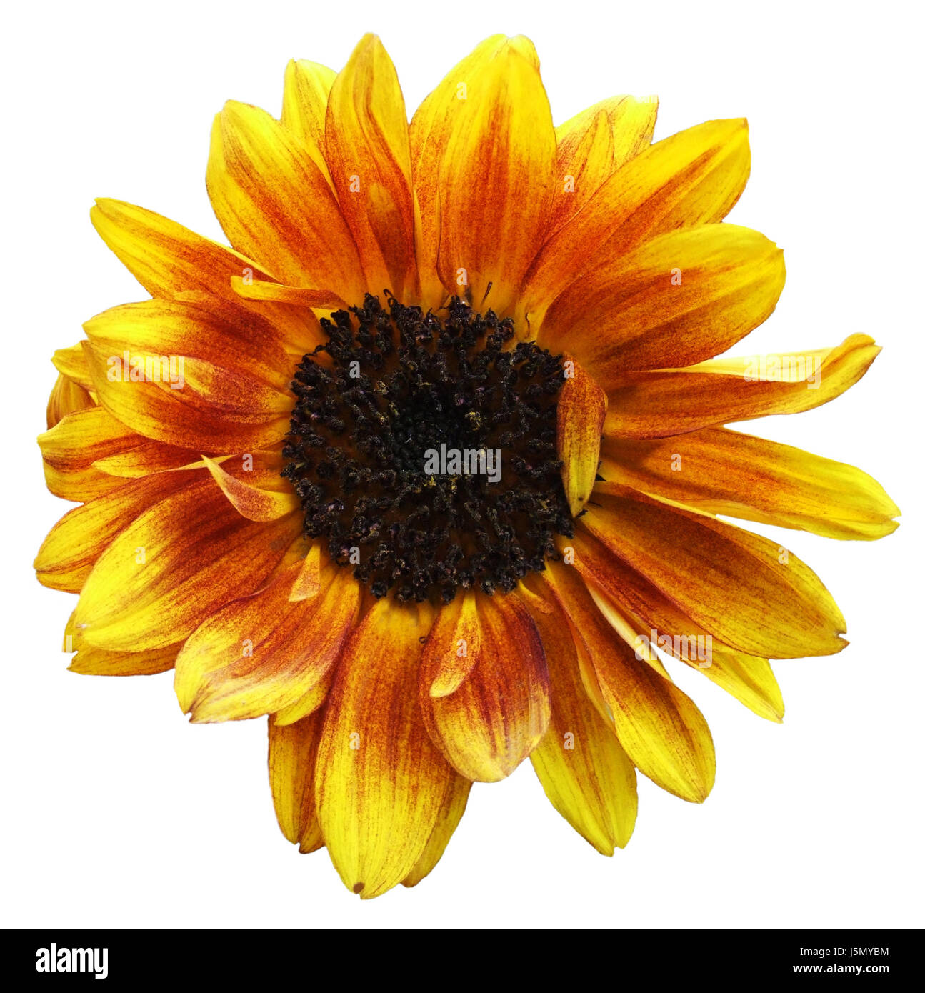 flower,sunflower,plant,stamp,pollen,petals,stamen,yellow,apart,extra,insulated Stock Photo