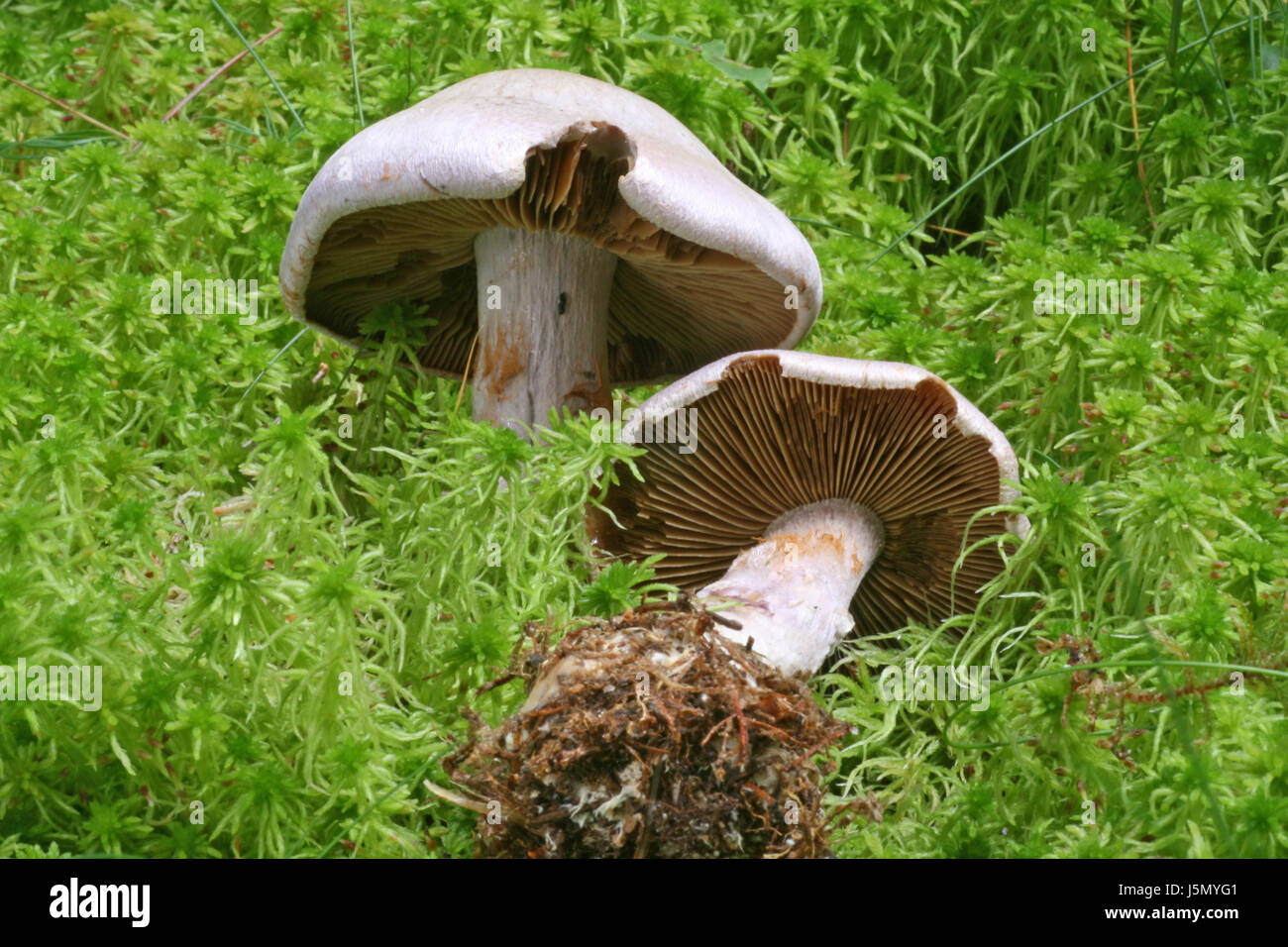 purple violet moss mushrooms mushroom fungus toadstool inedible beauty two Stock Photo