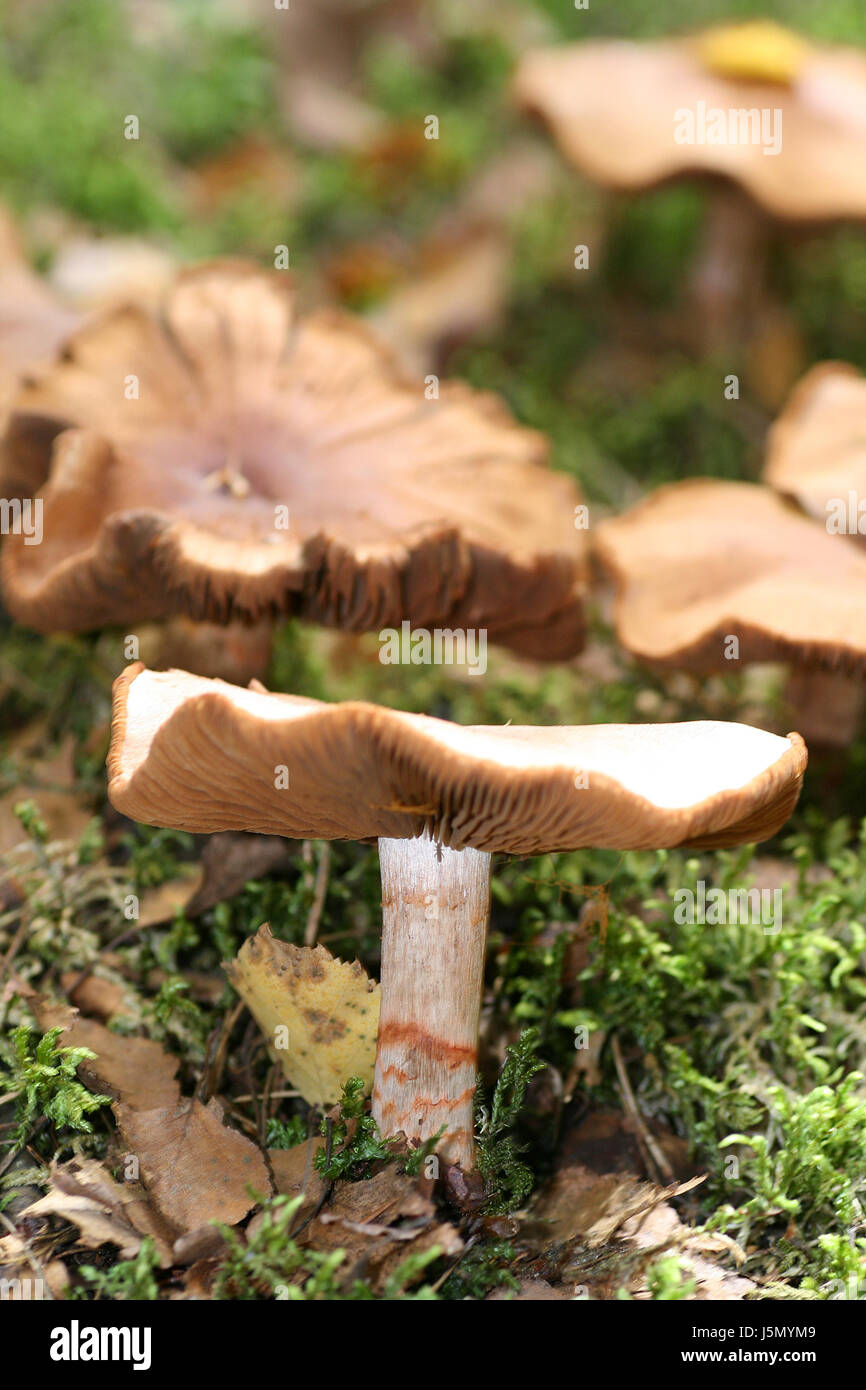 cortinarius armillatus Stock Photo