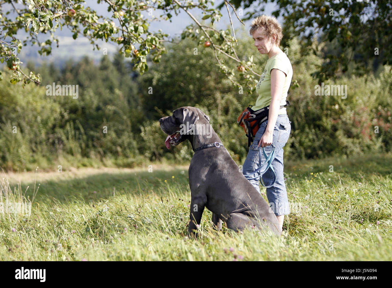 german mastiff dog sitting with wife Stock Photo