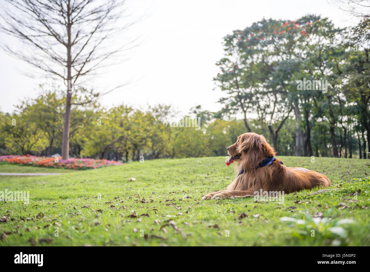 The Golden Retriever in the outdoor on the grass Stock Photo - Alamy