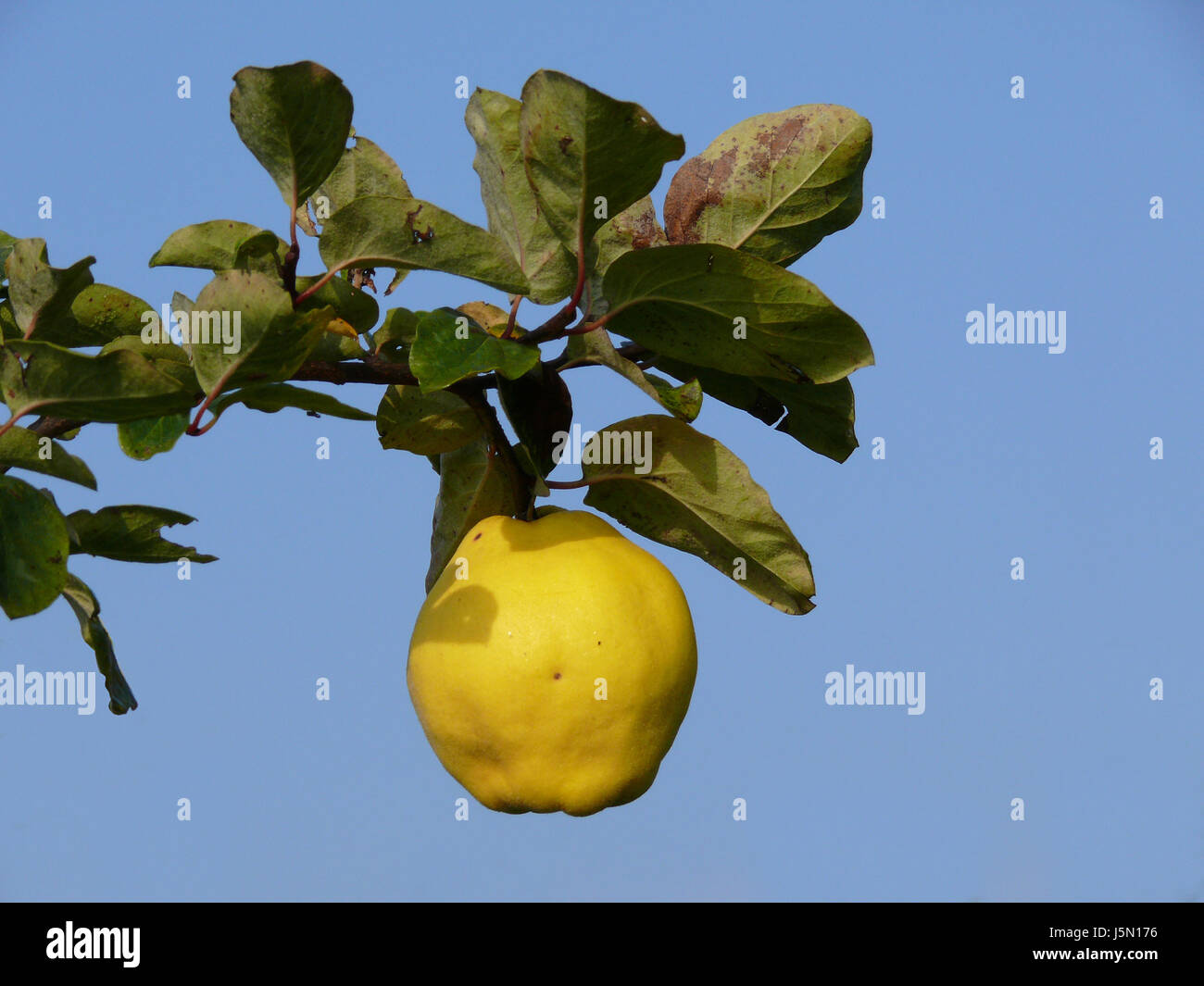green,ripe,progenies,fruits,fruit,branch,quinces,hoarfrost,yellow,quittenbaum Stock Photo