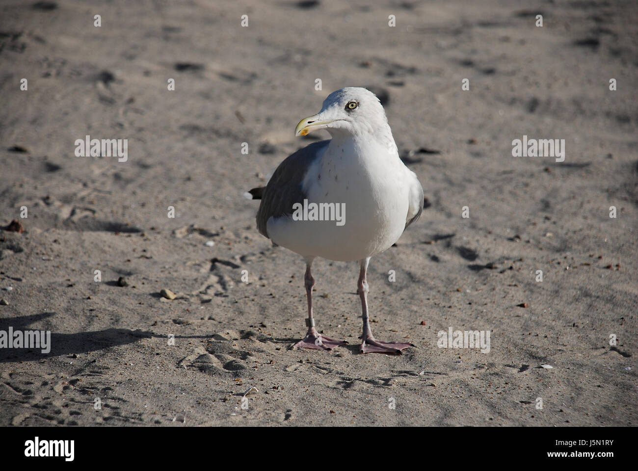 bird beach seaside the beach seashore water north sea salt water sea ocean Stock Photo