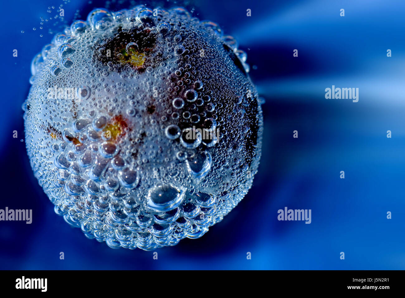 plum in water Stock Photo Alamy