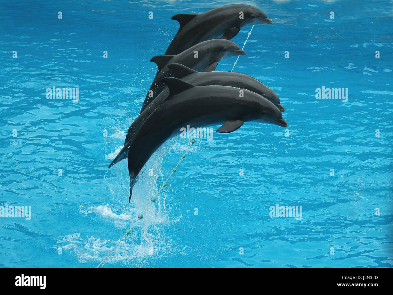 Springender Fisch Springende fische hi-res stock photography and images - Alamy