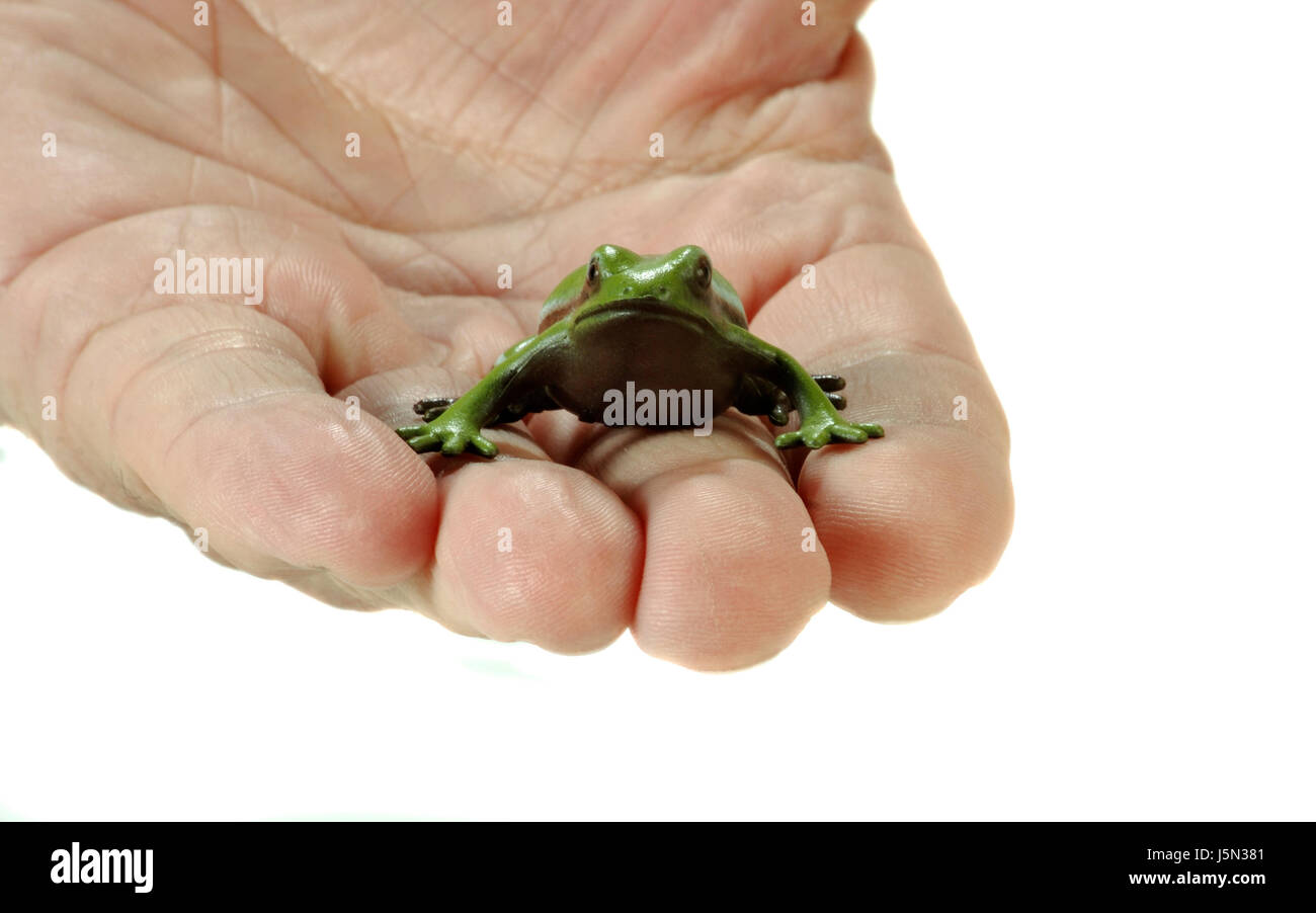 Frog by a hand hi-res stock photography and images - Alamy