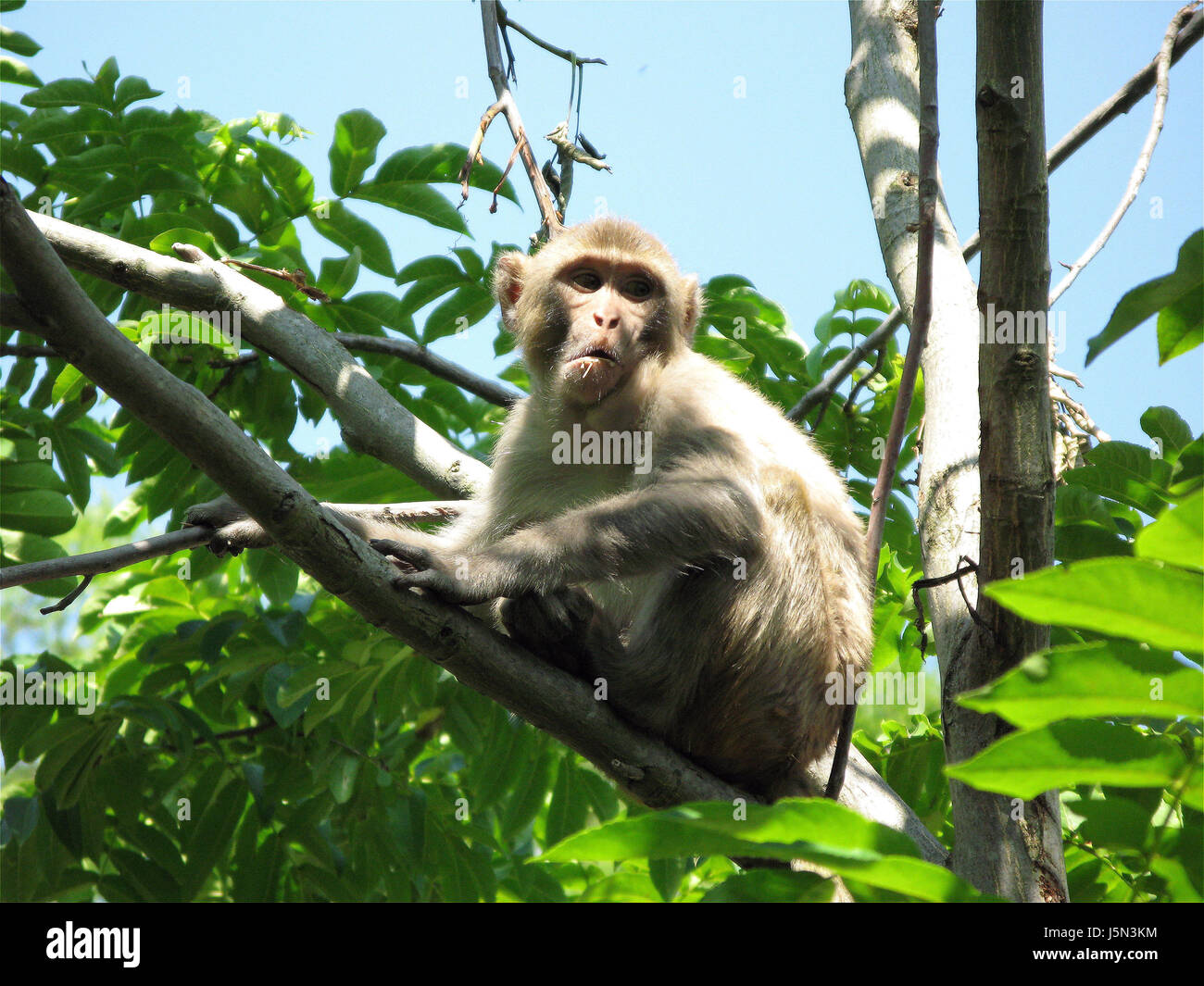 monkey in tree Stock Photo