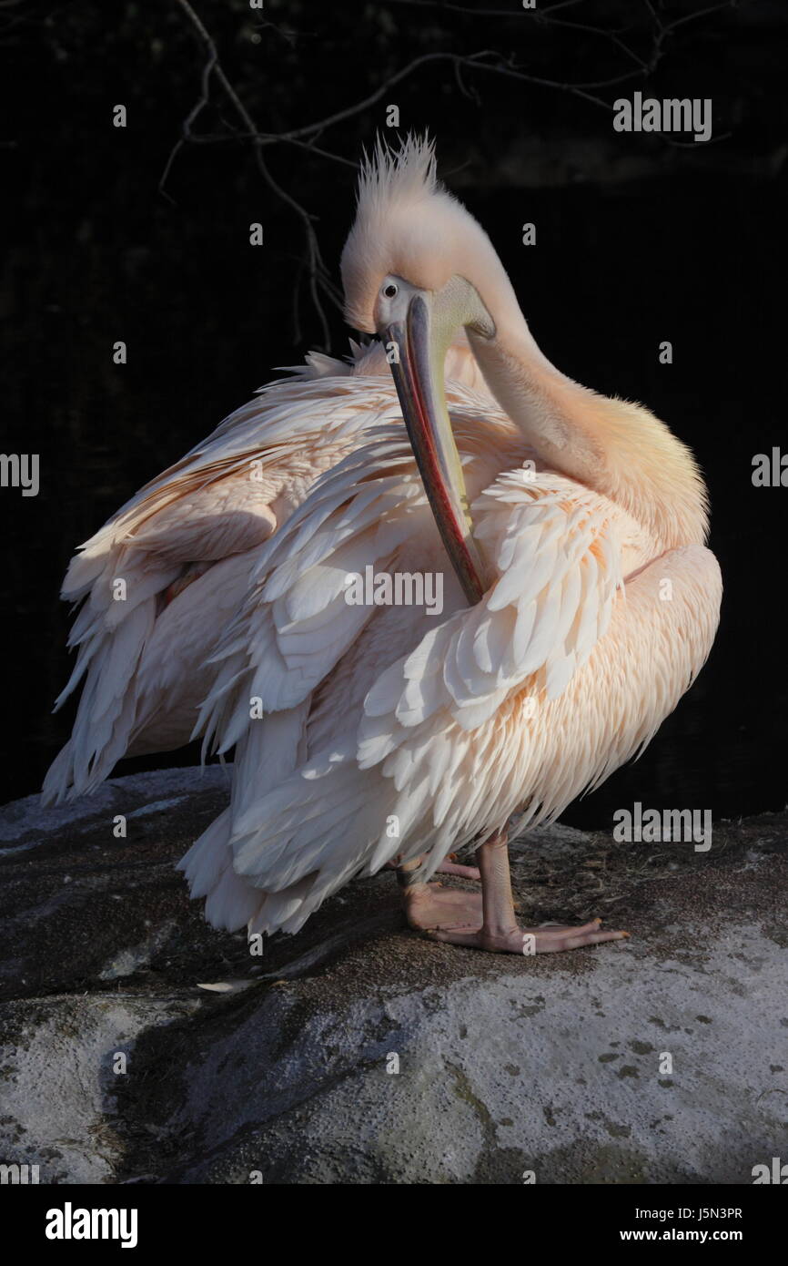 great white pelican Stock Photo