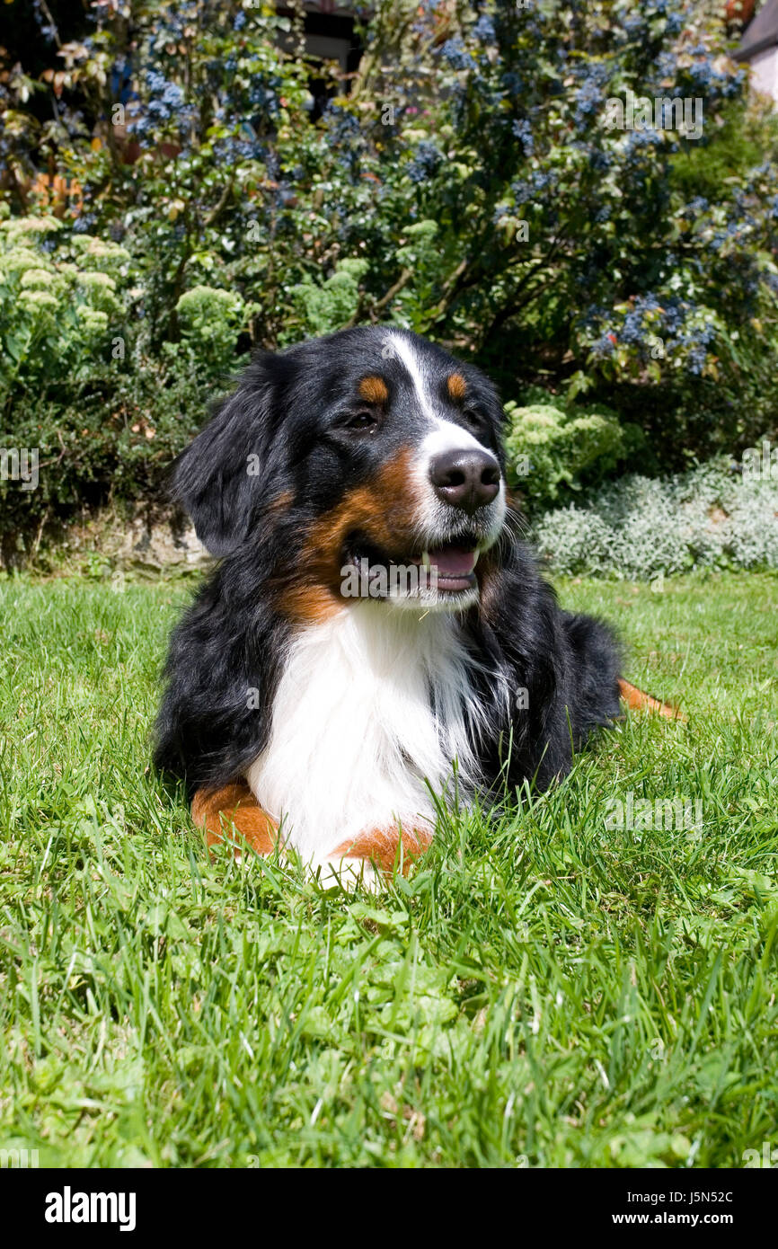 bernese mountain dog - lying Stock Photo - Alamy