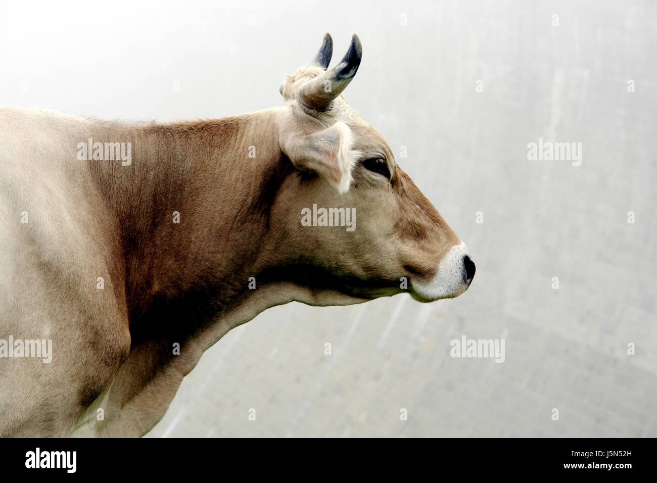 Brown swiss cow side view hi-res stock photography and images - Alamy
