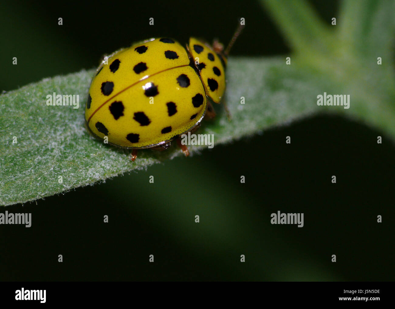 yellow ladybug Stock Photo Alamy