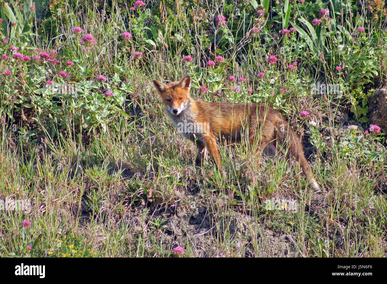 A picture or image showing a wild fox against a foliage background. Stock Photo