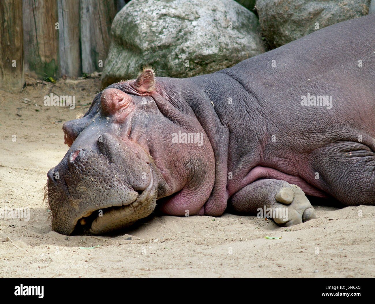 zoo steppe nilpferd flusspferd nil afrika grosstier dickhaut hippopotamus Stock Photo