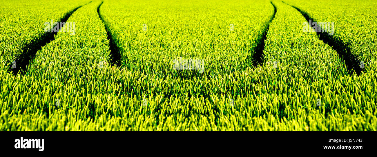 tractor tracks in wheat field Stock Photo - Alamy