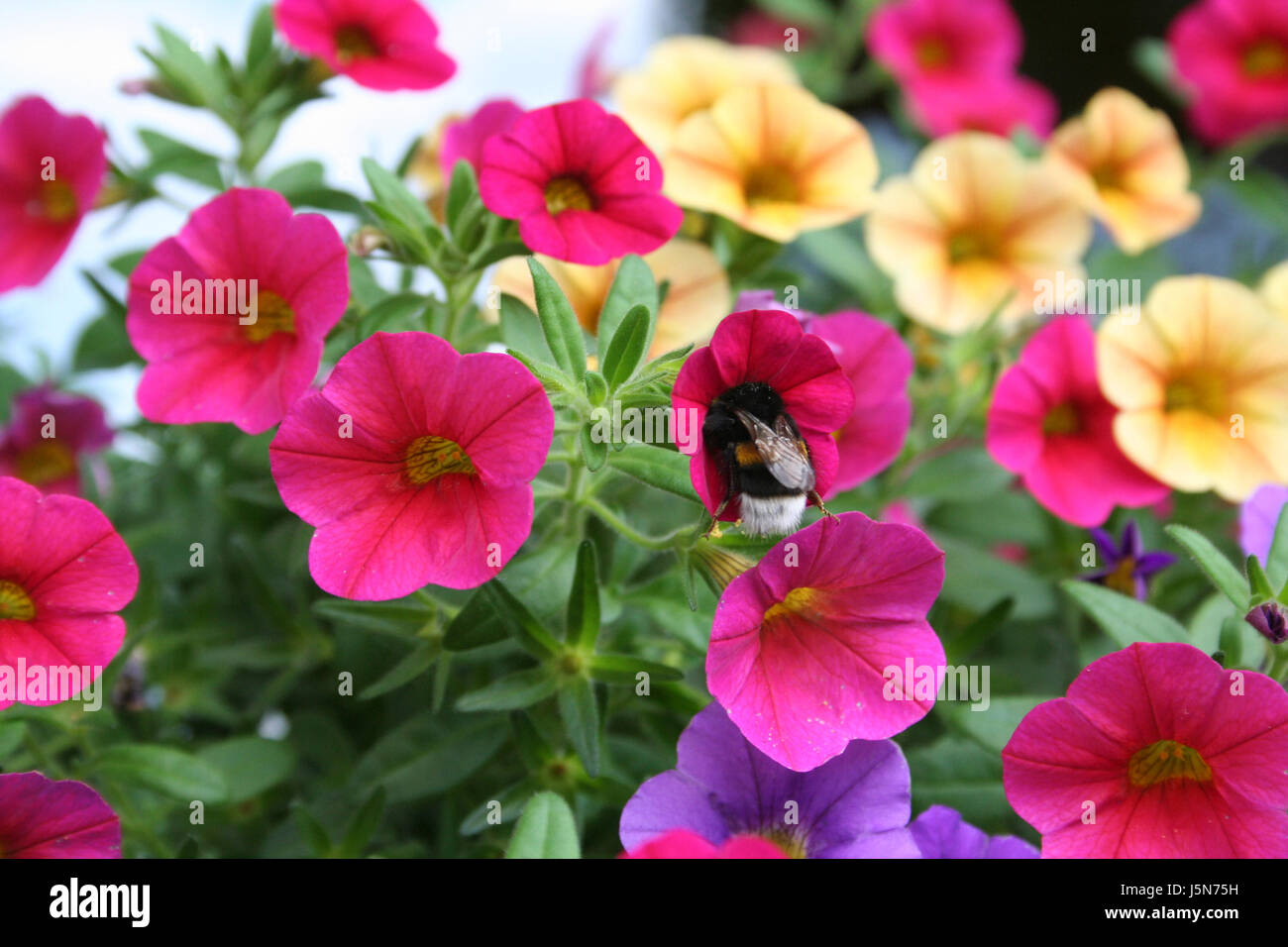 bumblebee coloured colourful gorgeous multifarious richly coloured blossoms Stock Photo