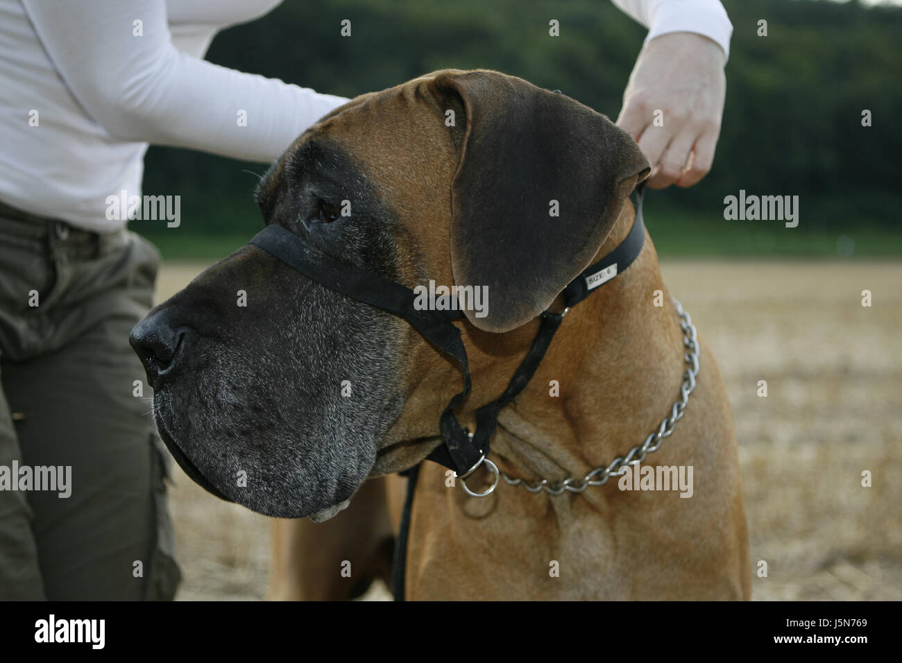 dog training accessories