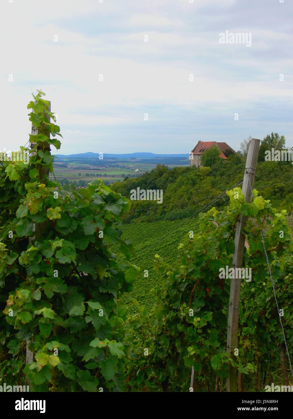 romantic wine vineyards bavaria vineyard sight view outlook perspective vista Stock Photo