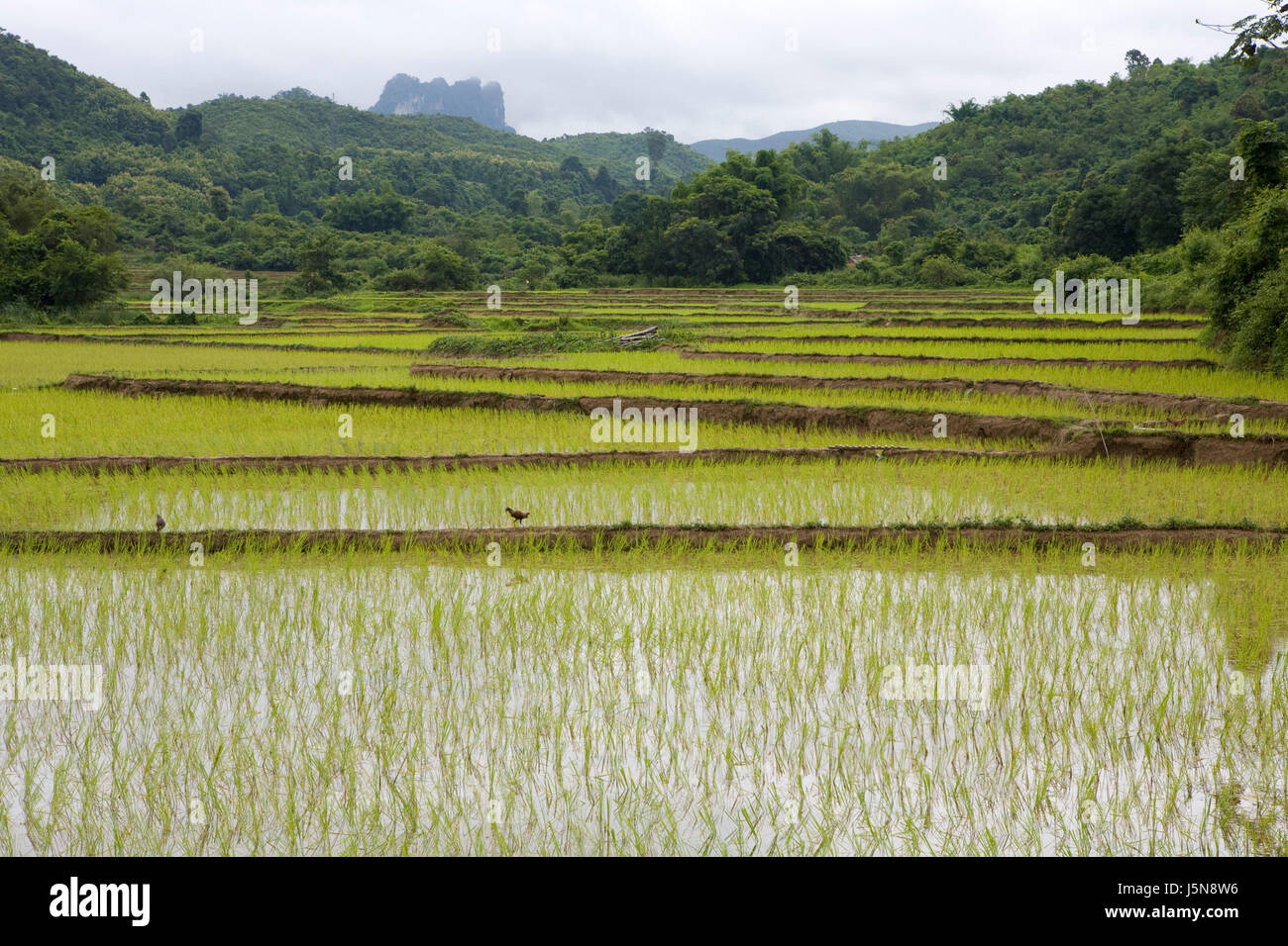 rice field in laos Stock Photo