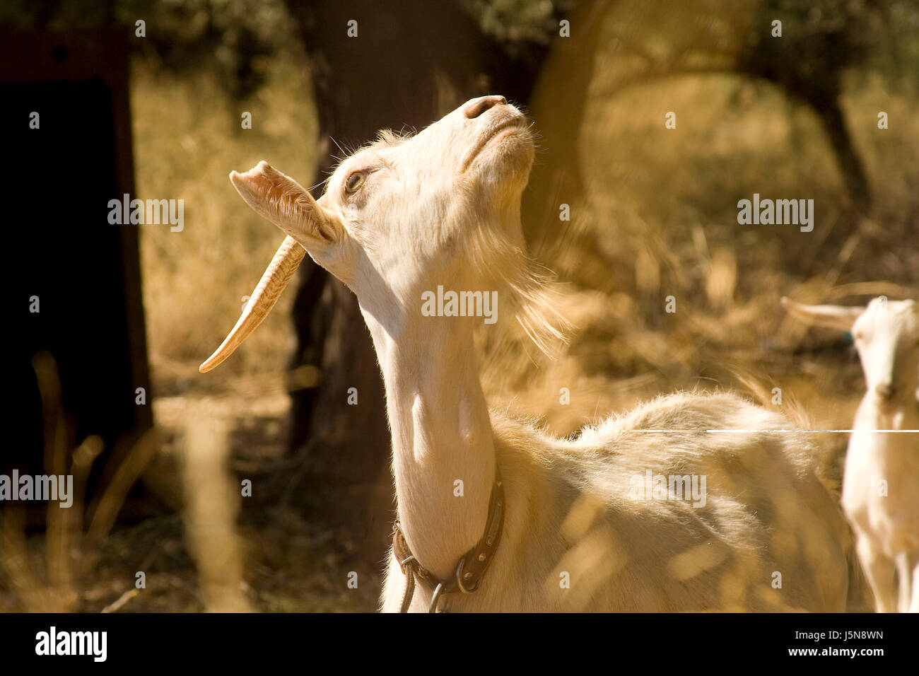 Will Goats Kill Pine Trees at Jon Baker blog