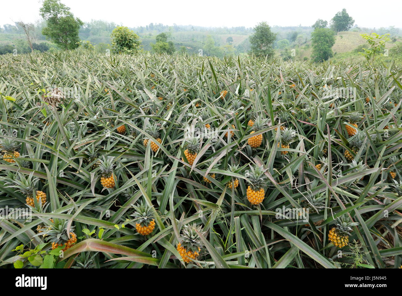 Pineapple plantation on the hill at Rangamati,Chittagang, Bangladesh