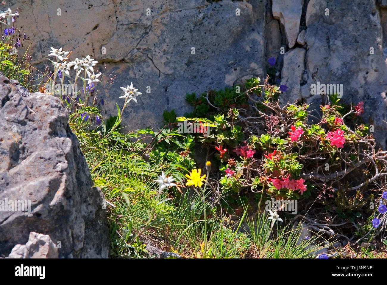 alpine flora Stock Photo